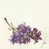 Lilac (Single)