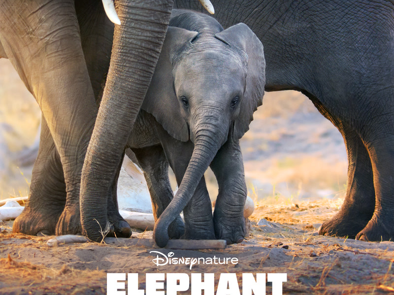 Elephant (Original Soundtrack)