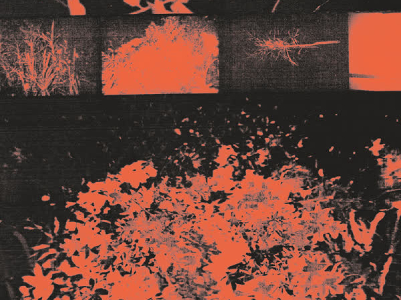 everything, everything (Single)