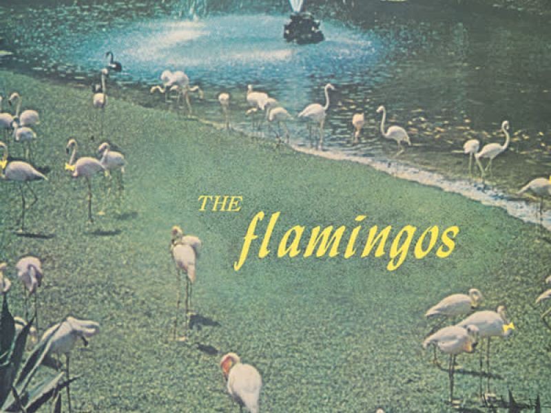 The Flamingos