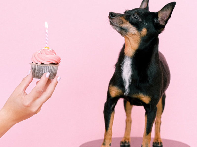 Sʜɪɴᴊō (Single)