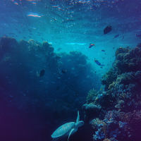 Underwater Sounds with White Noise for Sleep and Relaxation (Single)