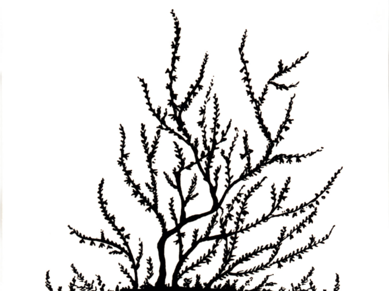 La Confusion Des Genres