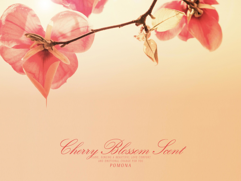 Cherry Blossom Scent (Single)