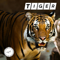 Tiger (Single)