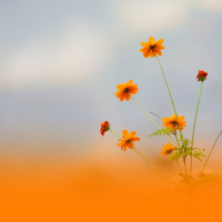 Tranquil Soundscapes For Personal Wellness And Deep Rest (Single)