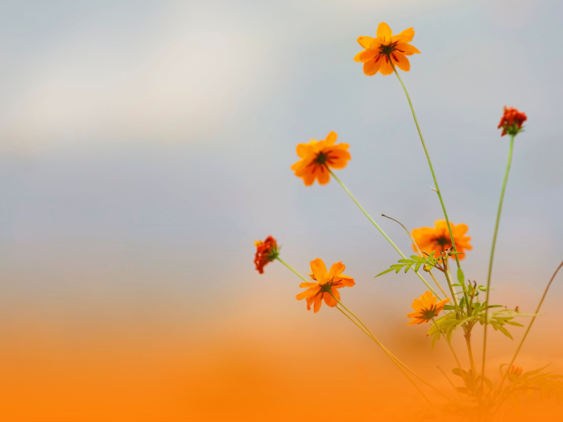 Tranquil Soundscapes For Personal Wellness And Deep Rest (Single)