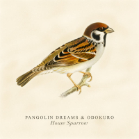 House Sparrow (Single)
