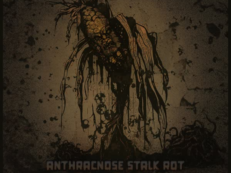 Anthracnose Stalk Rot (Single)