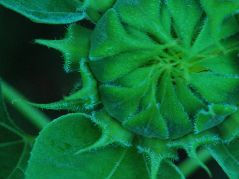 Bumbleflower (Single)