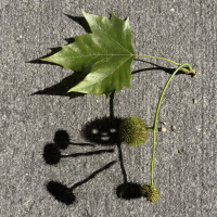 Standard Dinner Course (Single)