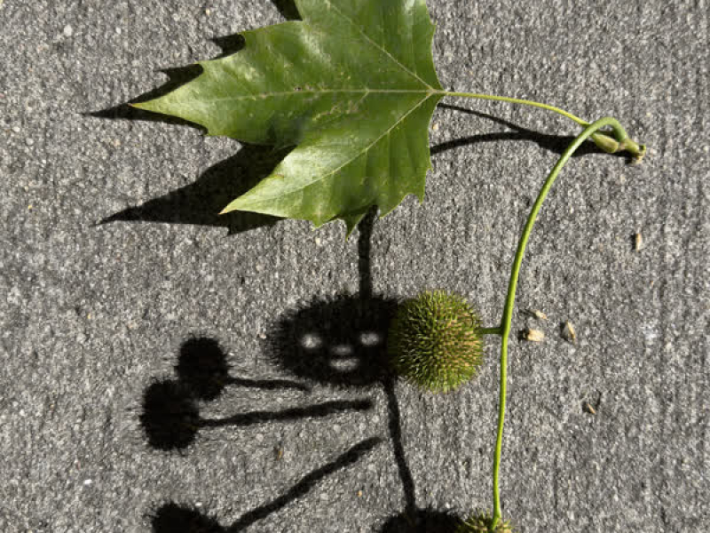 Standard Dinner Course (Single)