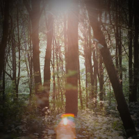 Sounds of Nature and Crickets for Relaxation (Single)