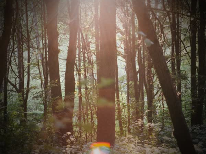 Sounds of Nature and Crickets for Relaxation (Single)