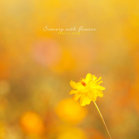 Scenery with flowers (Single)