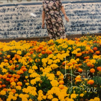 Little Line (Single)