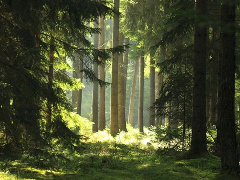 Relaxing Swamp Sounds (EP)