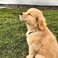 강아지 유치원 스르륵 낮잠 시간