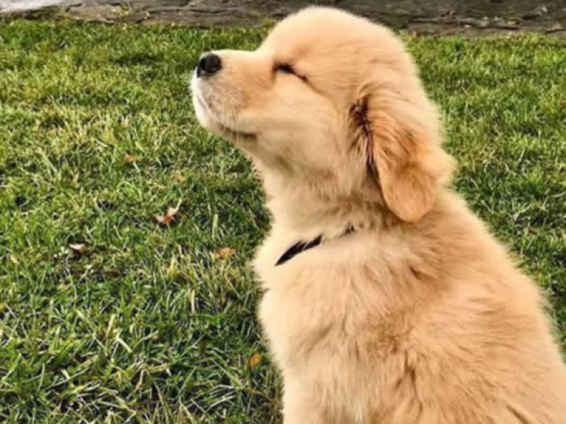 강아지 유치원 스르륵 낮잠 시간