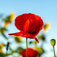 나는 혼자가 아니다