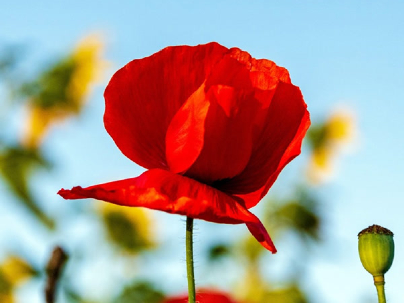 나는 혼자가 아니다