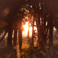 Relaxing Evening by the Lake with Sounds of Frogs (Single)