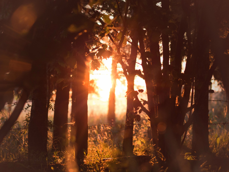 Relaxing Evening by the Lake with Sounds of Frogs (Single)
