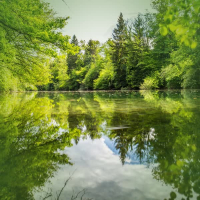 Calming Forest Pond with Relaxing Sounds for Stress Relief (Single)