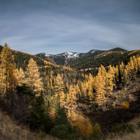 Wind Through the Trees to Help Sleep (Single)