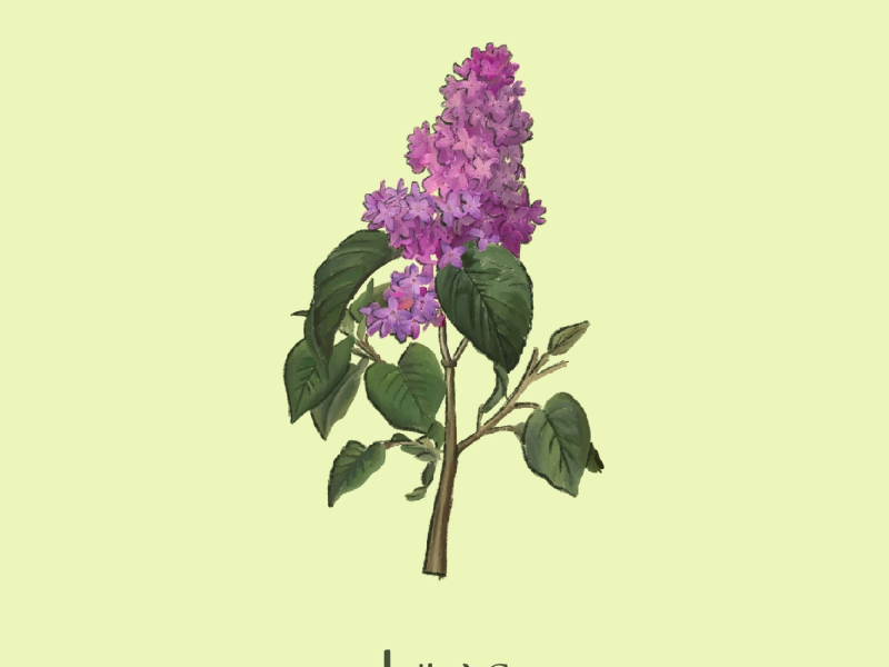 Lilac (Single)