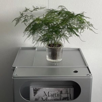 home plants (Single)