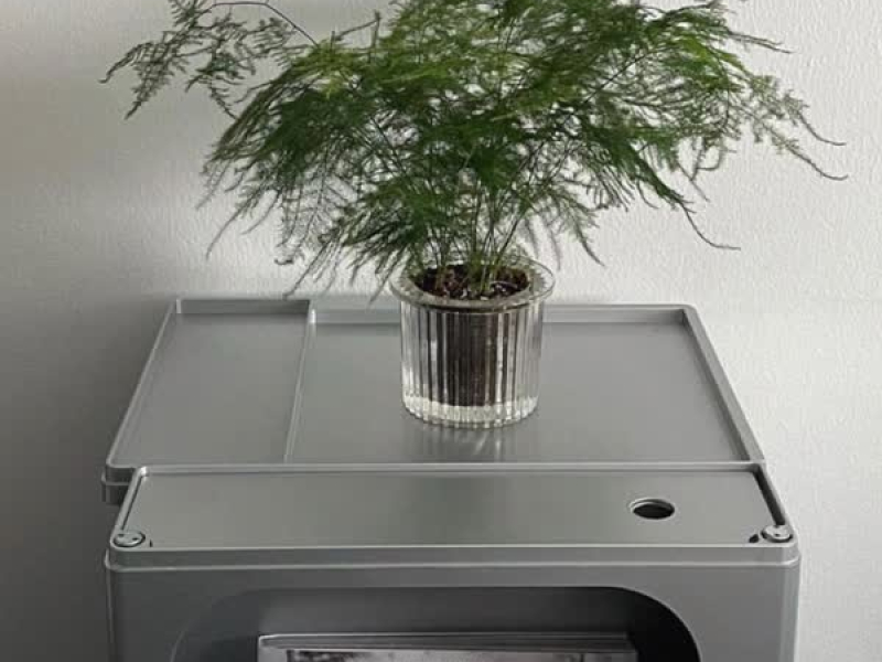 home plants (Single)