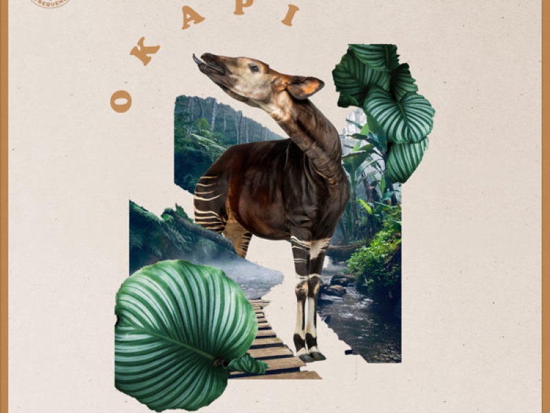 Okapi (Single)