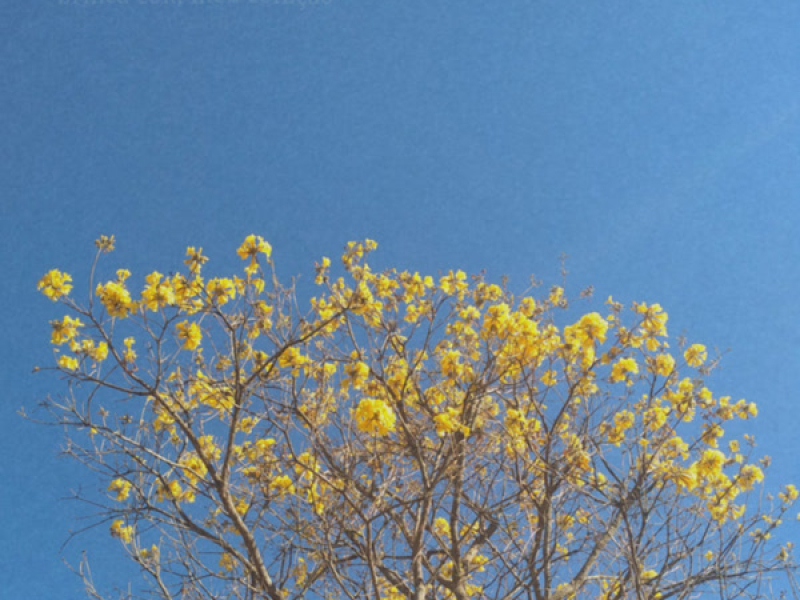 Brinca Com Meu Coração (Single)