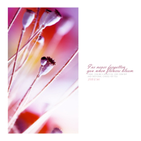 I Have Never Forgotten You When Flowers Are Growing. (Single)