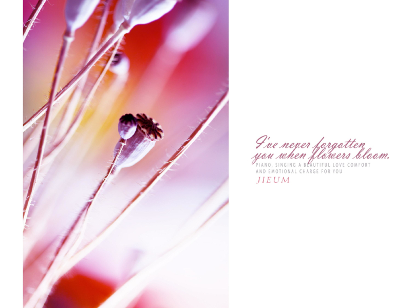 I Have Never Forgotten You When Flowers Are Growing. (Single)