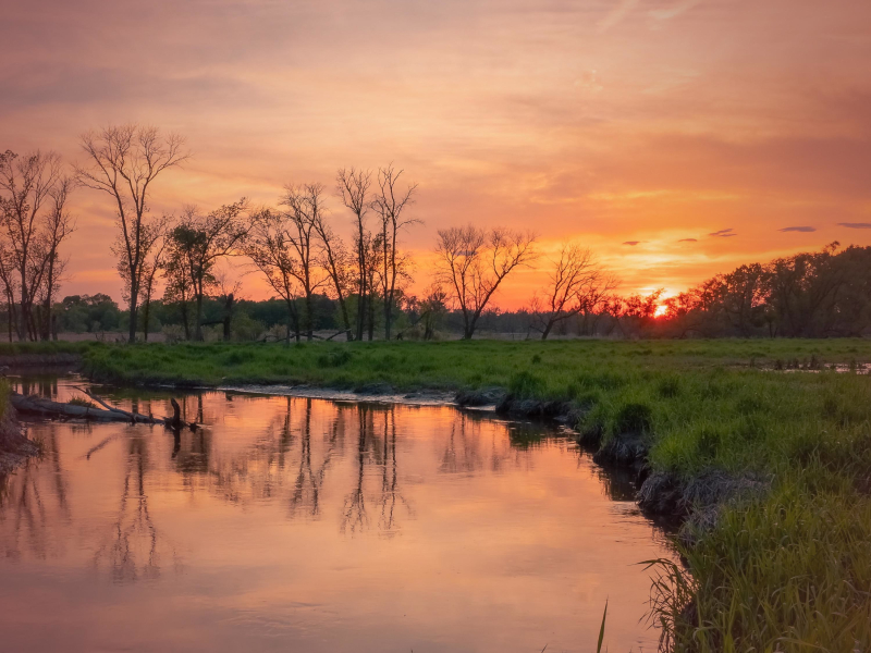 Frogs and River Sounds with Birds for Meditation and Relaxation (Single)