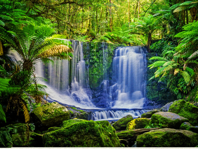 Rainforest - Sleep & Nature Sounds