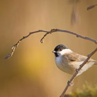 Willow Warbler Blackbird Relaxing Sound For Restful Sleep and Meditation (Single)