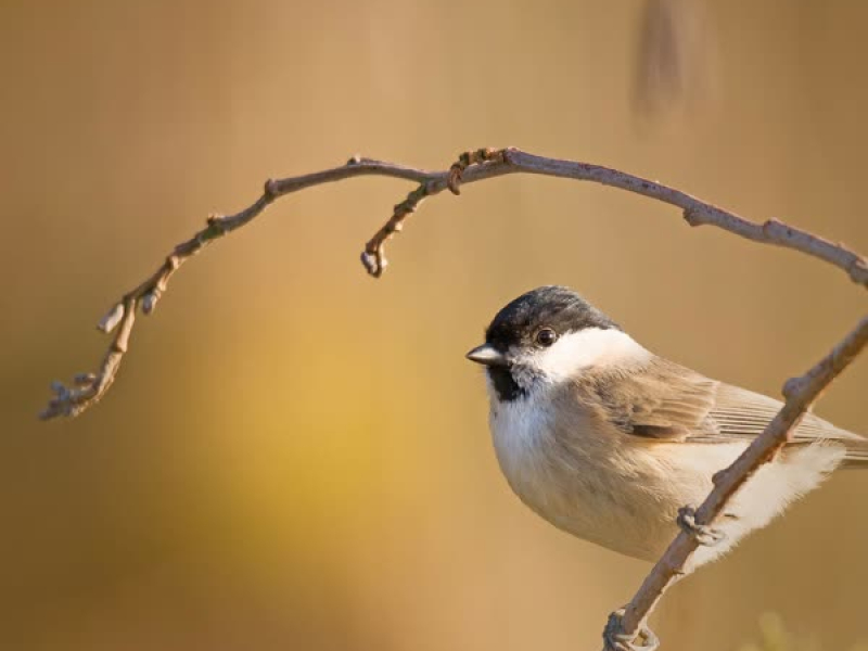 Willow Warbler Blackbird Relaxing Sound For Restful Sleep and Meditation (Single)