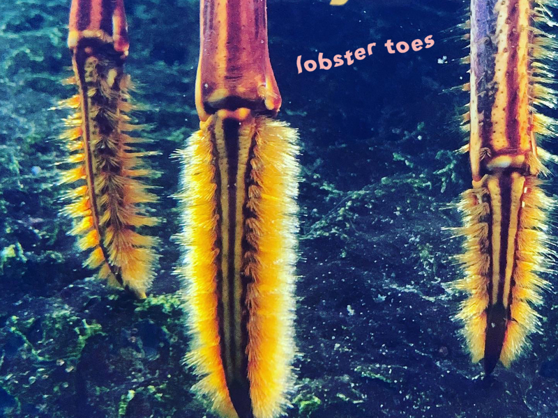 Lobster Toes