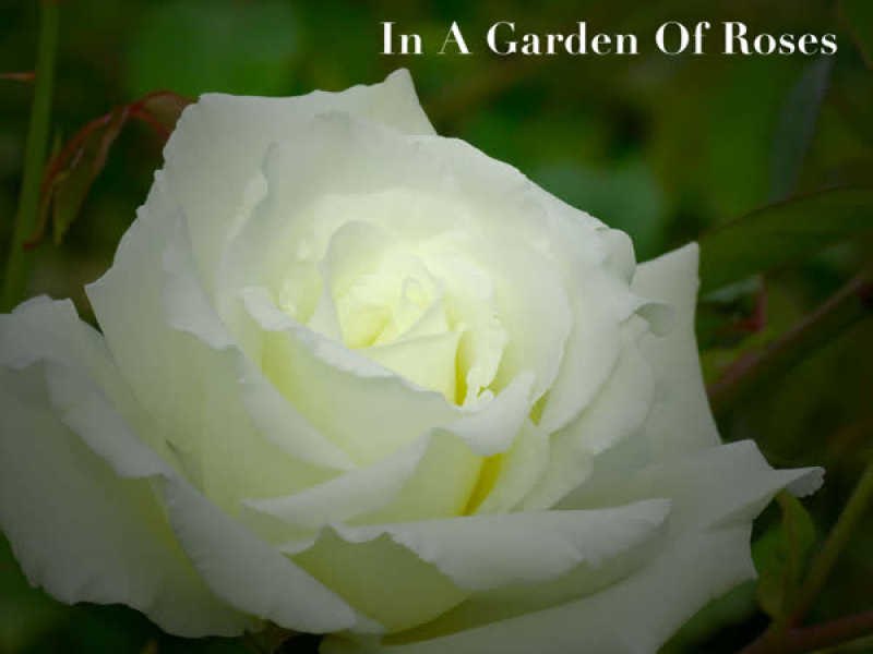 In a Garden of Roses
