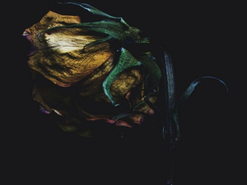 Wedding Ring (feat. Darrein Safron, Ice Cold Mystic Mind & The Broke Scholar) (Single)