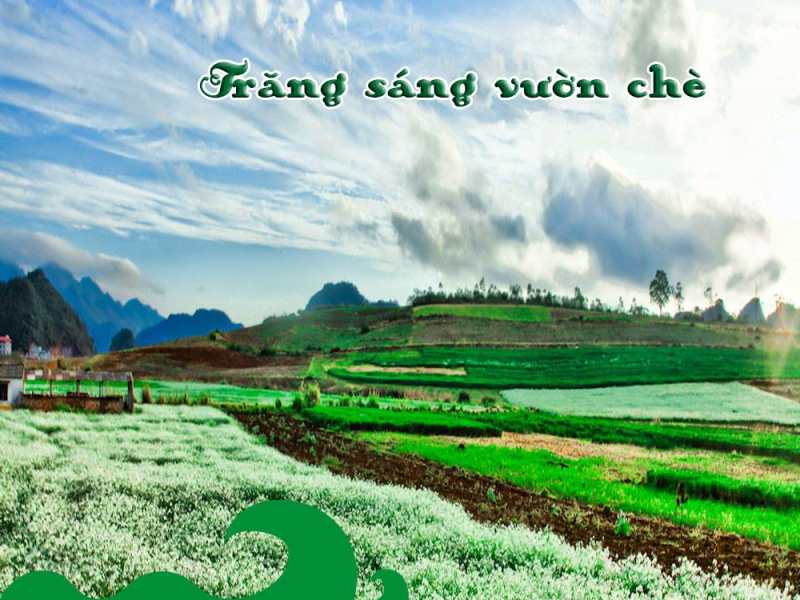 Trăng Sáng Vườn Chè