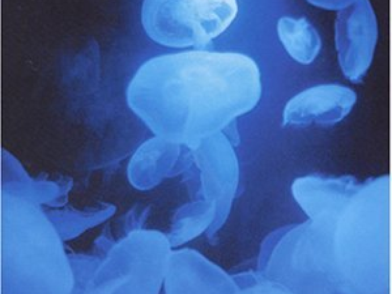 千年回廊 (Sennen Kairou)