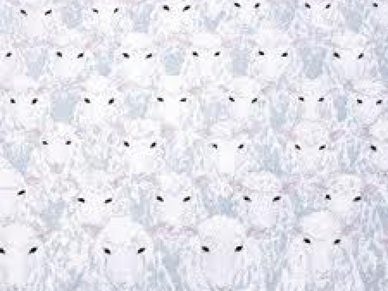 YOU and I / Hitsuji no Mure wa Oka wo Noboru