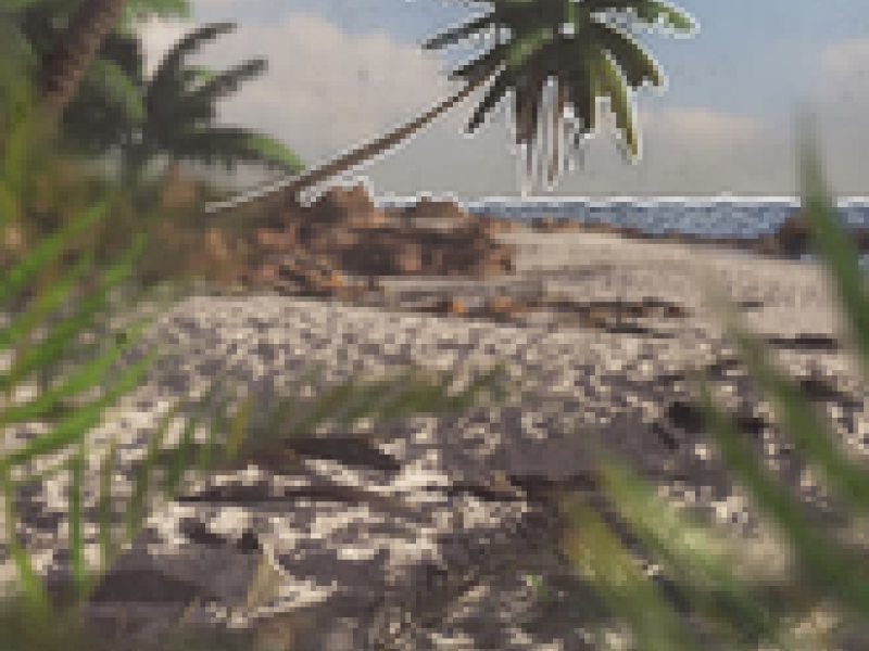 Umbrella Pine (Single)