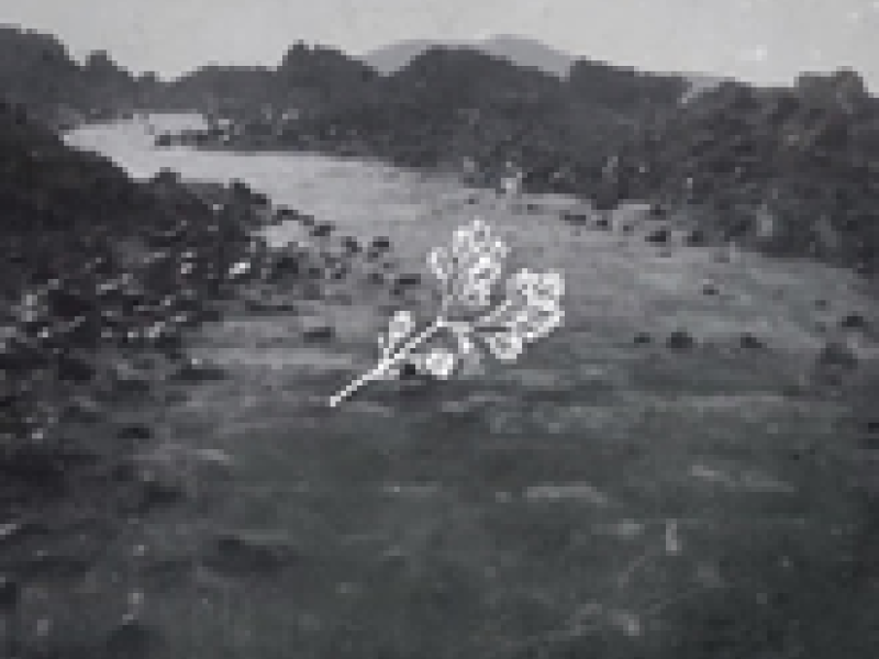 Cool Side Of The Pillow