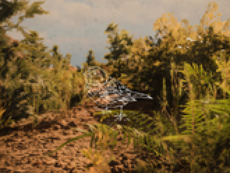 Hibernation (Single)