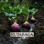 Rutabaga